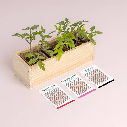 Mini tomatodling – odlingskit med tre sorter