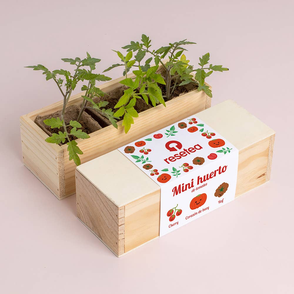 Mini tomatodling – odlingskit med tre sorter