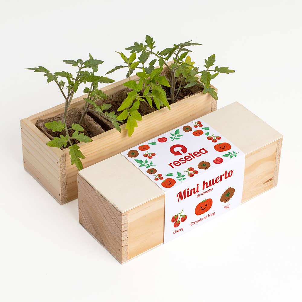 Mini tomatodling – odlingskit med tre sorter