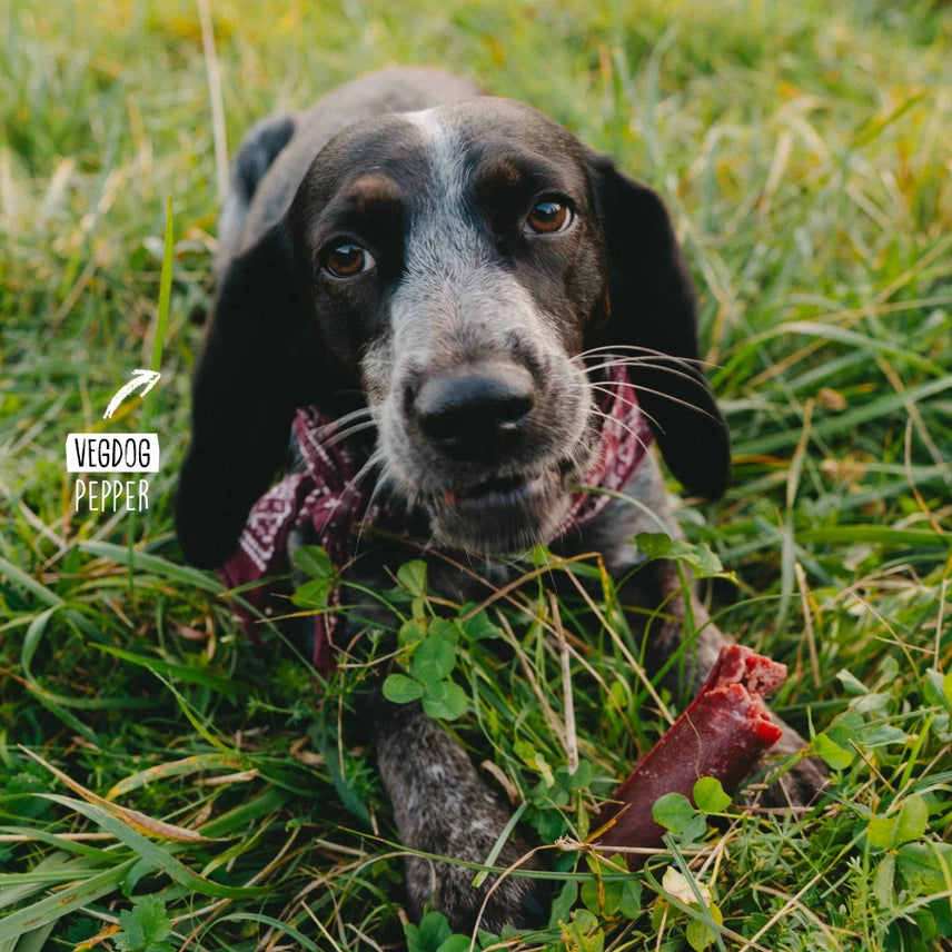 Chevvies XL Hundsnacks – BBQ-rökiga Tuggpinnar 200 g