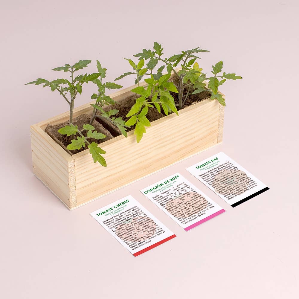 Mini tomatodling – odlingskit med tre sorter